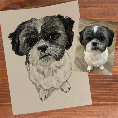 Shihtzu Watercolour Illustration