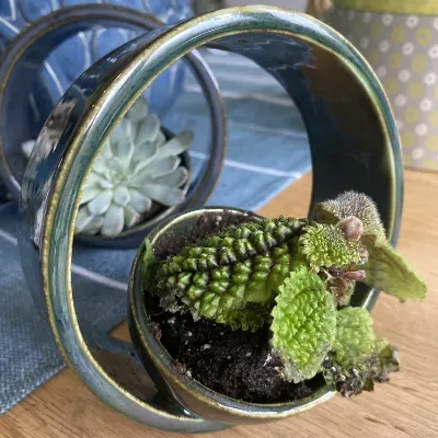 Succulent Pot 4