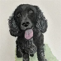 Custom Watercolour Pet Illustration Spaniel