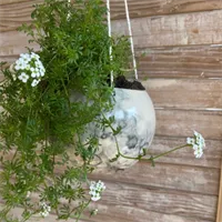 Hanging Planter (big) 2